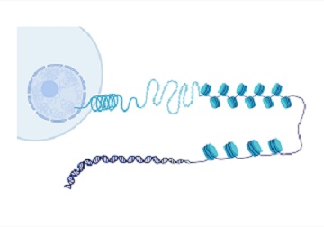 Genome Architecture and Regulation